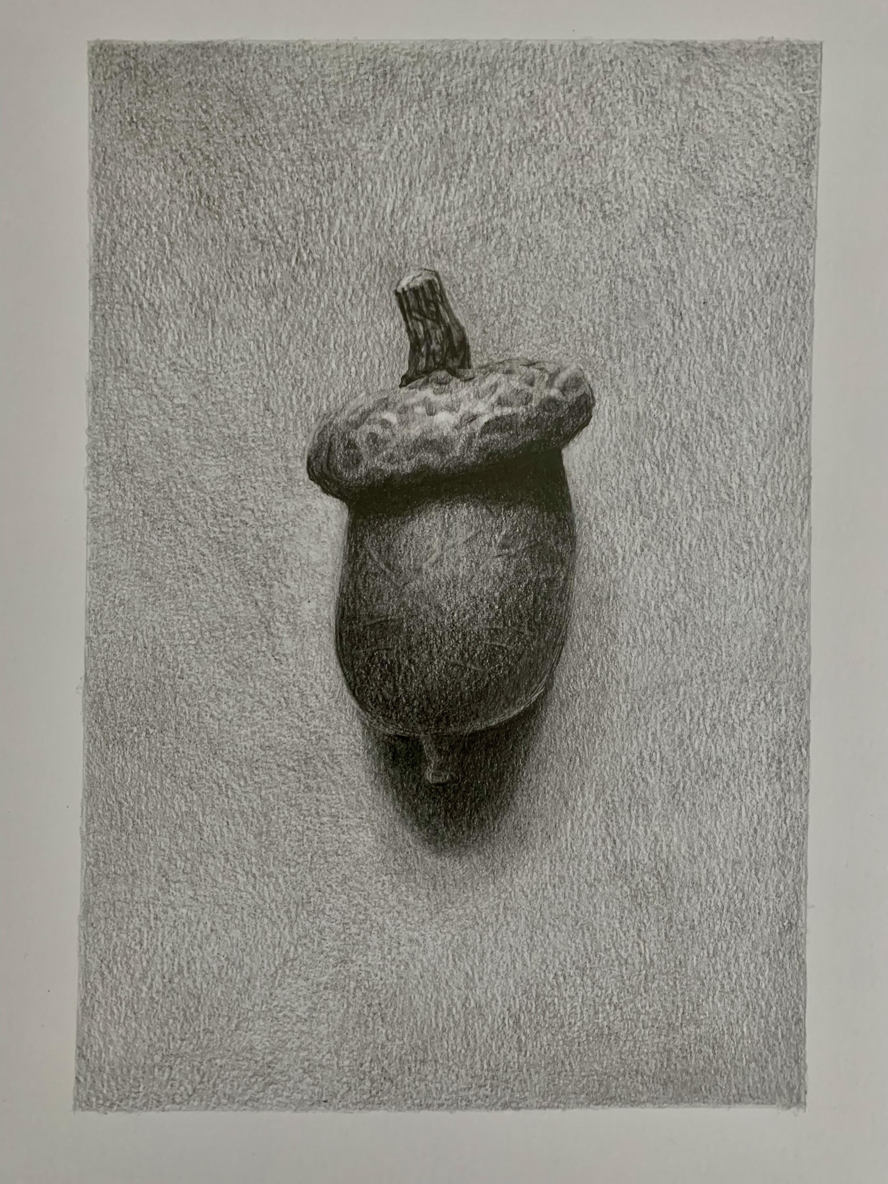 acorn 1